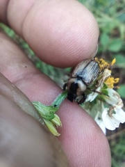 Epectinaspis mexicana