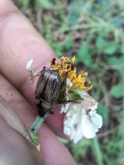 Epectinaspis mexicana