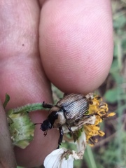 Epectinaspis mexicana