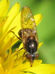 Rhingia nasica image