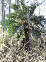 Cycas megacarpa