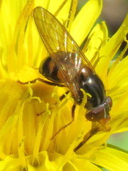 Rhingia nasica image