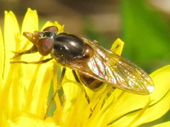 Rhingia nasica image