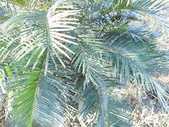 Cycas megacarpa