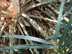 Cycas megacarpa