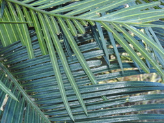 Cycas megacarpa