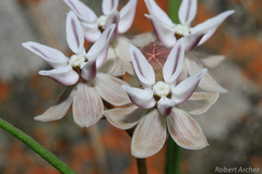 Asclepias stellifera