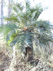 Cycas megacarpa