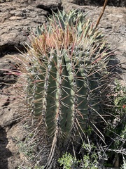 Ferocactus emoryi rectispinus