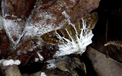 Odontoptilum