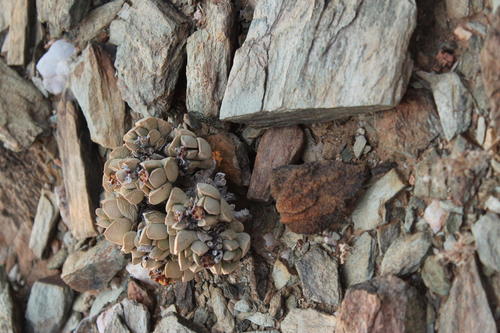 Schwantesia herrei
