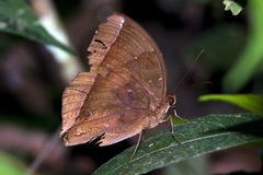 Thaumantis noureddin