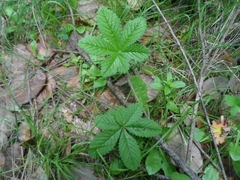 Potentilla staminea