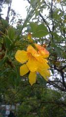 Tecoma stans stans