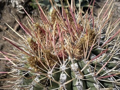 Ferocactus emoryi rectispinus