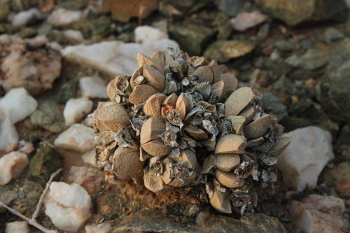 Schwantesia herrei