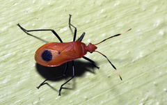 Dindymus rubricus