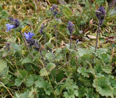 Dracocephalum imberbe