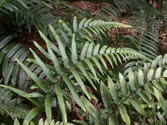 Microlepia marginata bipinnata