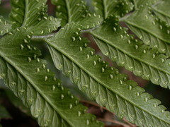 Microlepia marginata bipinnata