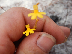 Utricularia chrysantha