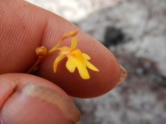 Utricularia chrysantha