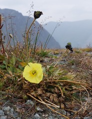 Papaver pseudocanescens