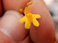 Utricularia chrysantha
