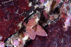 Pseudophycodrys phyllophora