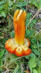 Hygrocybe intermedia