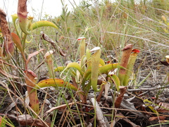 Nepenthes tenax