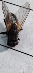 Musca domestica