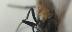 Musca domestica