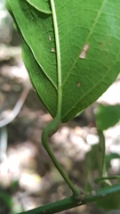 Carronia multisepalea