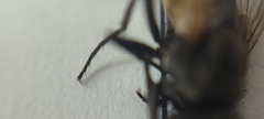 Musca domestica