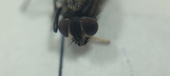 Musca domestica