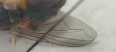 Musca domestica