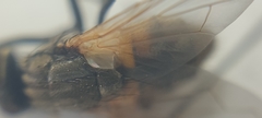 Musca domestica