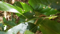 Carronia multisepalea