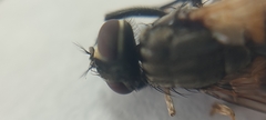Musca domestica