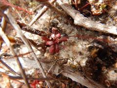 Stylidium schizanthum