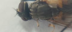 Musca domestica