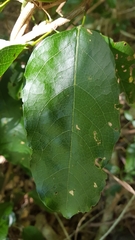 Carronia multisepalea