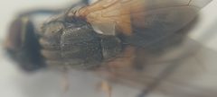 Musca domestica