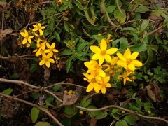 Electranthera mutica