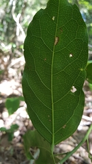 Carronia multisepalea