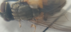 Musca domestica