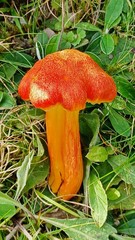 Hygrocybe intermedia