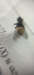 Musca domestica