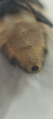 Musca domestica